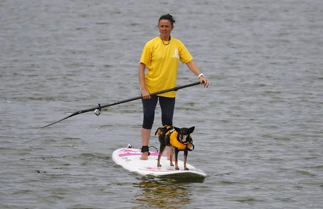 A dog wears a life jacket as it rides on a paddle board in the marine lake in New Brighton, northern England, September 13 , 2016. (Photo by Phil Noble/Reuters)