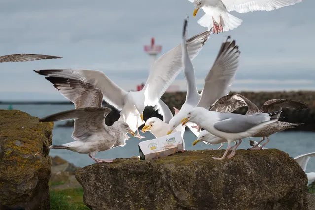 Seagulls devour fish and chips that were left briefly unattended at Howth harbour in Dublin, Ireland on February 2, 2023. (Photo by Fran Veale/The Irish Times)
