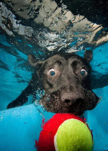 A black Labrador eyes up a tennis ball just out of his reach. (Photo by Jonny Simpson-Lee/Caters News Agency)