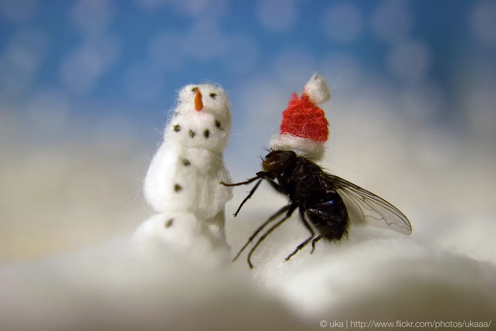 Муха снег. Счастливая Муха. Муха фото. Снежные мухи. Белые мухи.