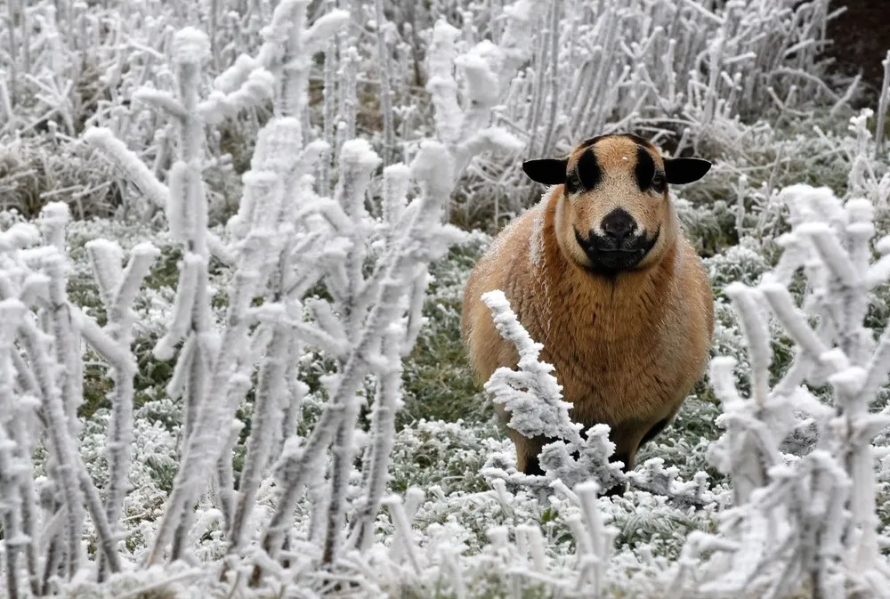 The Week in Pictures: Animals, November 29 – December 5, 2014