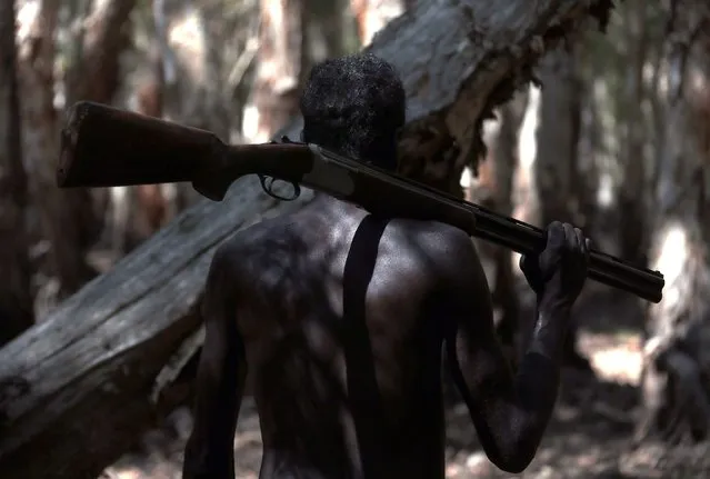 Australian Aboriginal hunter Roy Gaykamangu of the Yolngu people carries a shotgun over his shoulder as he walks through a native paperbark tree forest near the “out station” of Yathalamarra, located on the outksirts of the community of Ramingining in East Arnhem Land November 22, 2014. (Photo by David Gray/Reuters)