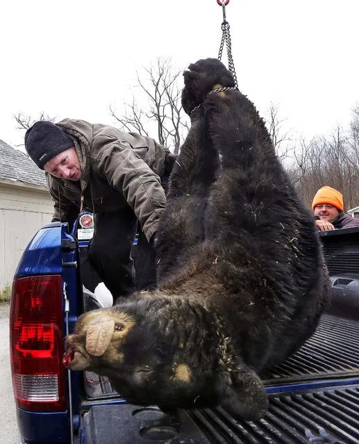 Kim Tinnes, with New Jersey's Division of Fish and Wildlife, examines a 346 pound male bear brought to the Whittingham Wildlife Management Area for check-in on the first day of the last of New Jersey's five state-sponsored bear hunts Monday, December 8, 2014, in Fredon, N.J. Wildlife officials and opponents of the hunt sparred over whether the hunt has been effective and should be renewed. (Photo by Mel Evans/AP Photo)