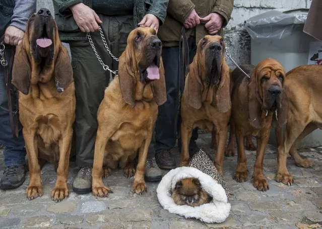 Bloodhounds wait to be blessed during a religious and blessing ceremony for animals, outside the Basilica of St Peter and Paul in Saint-Hubert, Belgium November 3, 2015. (Photo by Yves Herman/Reuters)