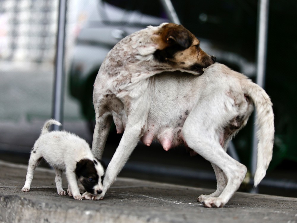 Philippine Daily Life