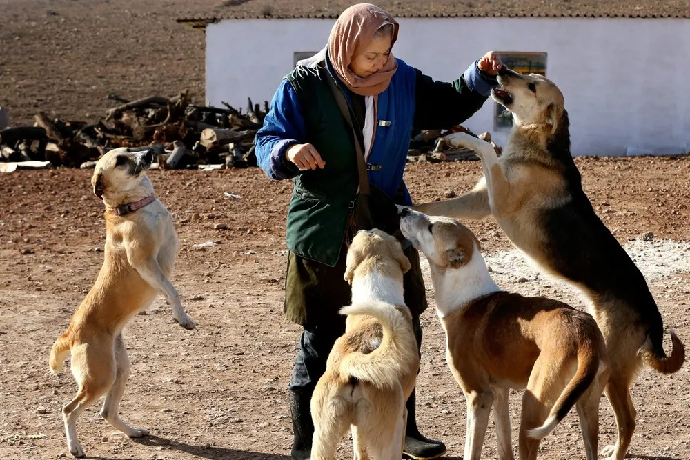 The Vafa Animal Shelter in Iran