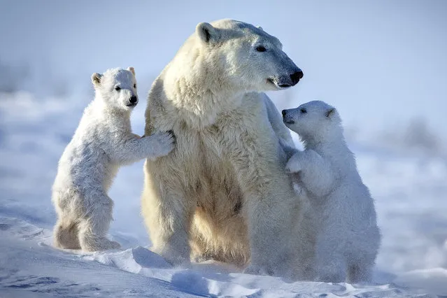 A Polar bear with its cubs. (Photo by David Jenkins/Caters News)