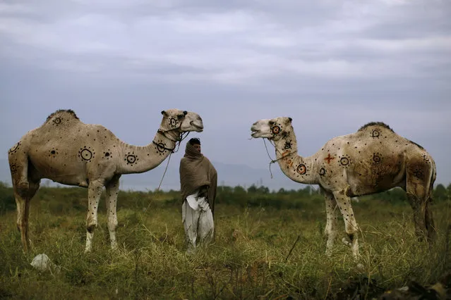 Pakistani Faqir Zada, 31, stands next to his camels displayed for sale in preparation for the upcoming Muslim holiday of Eid al-Adha, or “Feast of Sacrifice”, on a roadside on the outskirts of Islamabad, Pakistan, Monday, October 15, 2012. According to Faqir he painted the camels to make them beautiful and to attract customers. (Photo by Muhammed Muheisen/AP Photo)