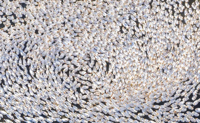 Aerial view of a farmer feeding over 6,000 geese at a farm on November 12, 2020 in Sihong County, Jiangsu Province of China. (Photo by Zhang Lianhua/VCG via Getty Images)