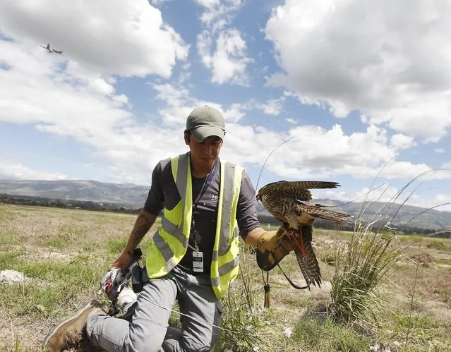 Handler Jhonny Sanchez, 27, holds a Peregrin Falcon as an aircraft takes off in the background, at the Mariscal Sucre Airport in Quito November 14, 2015. (Photo by Guillermo Granja/Reuters)