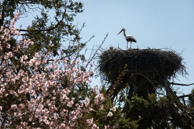 A stork stands in their nest during spring at Yesildag town in Beysehir district in Konya, Turkiye on March 27, 2023. (Photo by Seyit Konyali/Anadolu Agency via Getty Images)