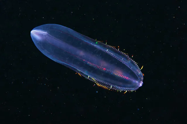 A Comb jelly – Beroe cucumis. (Photo by Alexander Semenovs/Caters News)