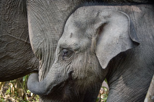 In this photo taken November 6, 2025, a wild Sumatran elephant calf clings to its mother during the fitting of a GPS collar by the Riau Natural Resources Conservation Center (BBKSDA Riau) in the Tesso Tenggara conservation area in Pelalawan Regency, Riau. (Photo by Wahyudi/AFP Photo)