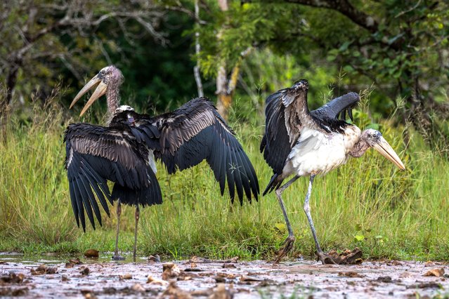 Two greater adjutants, a male and a female, walk after being released at Siem Pang Wildlife Sanctuary in Stung Treng Province, Cambodia, on October 15, 2025. (Photo by Roun Ry/Reuters)