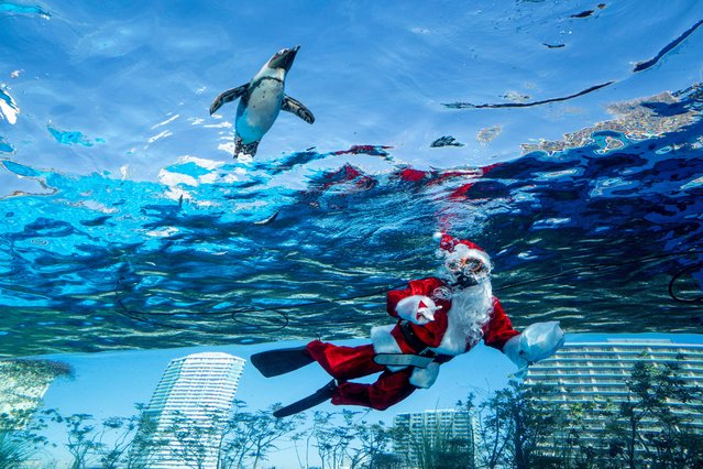 A diver dressed in a Santa Claus costume swims with a penguin at Sunshine Aquarium during preparations for the upcoming Christmas special event in Tokyo on December 1, 2025. (Photo by Kazuhiro Nogi/AFP via Getty Images)