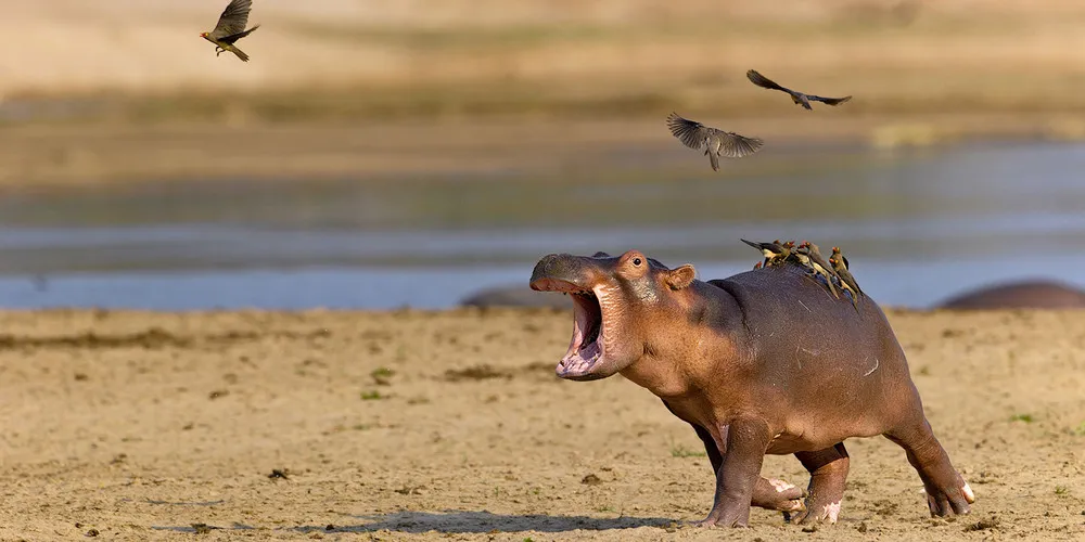 Hippo is Scared of Birds
