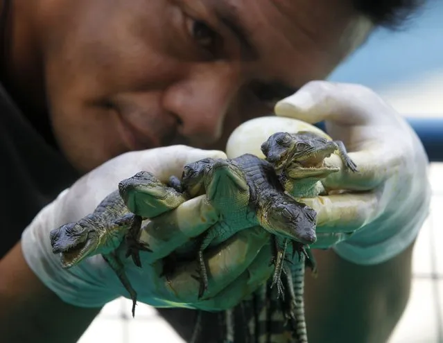 A caretaker shows newly hatched baby crocodiles inside a crocodile farm in Pasay City, Manila in the Philippines on July 19, 2013. (Photo by Romeo Ranoco/Reuters)
