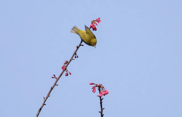 A white-eye bird is seen at a garden near Xuanwu Lake in Nanjing, capital of east China's Jiangsu Province, February 19, 2021. (Photo by Chine Nouvelle/SIPA Press/Rex Features/Shutterstock)