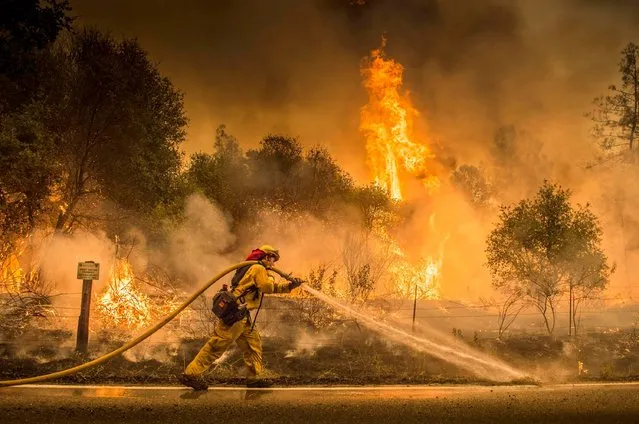A Cal Fire firefighter waters down a back burn on Cloverdale Rd., near the town of Igo, Calif., Saturday, July 28, 2018. The back burn kept the fire from jumping towards Igo, Calif. Scorching heat, winds and dry conditions complicated firefighting efforts. (Photo by Hector Amezcua/The Sacramento Bee via AP Photo)