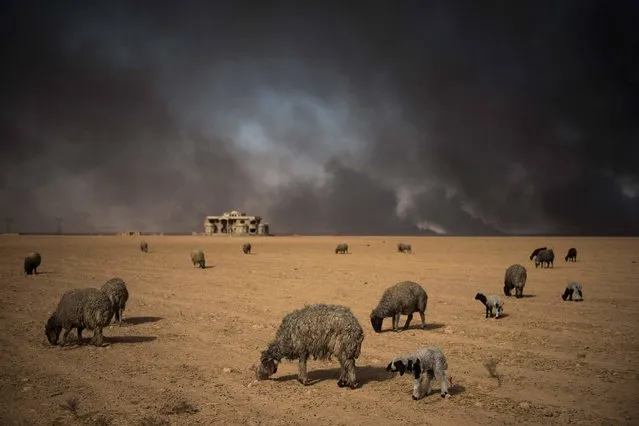 Blackened sheep graze as oil wells, set ablaze by retreating Islamic State (IS) jihadists, burn in the background, in the town of Qayyarah, some 70 km south of Mosul on November 20, 2016. Locals told AFP that they face a range of health issues including breathing difficulties, and sheperds said they could not sell their livestock as the sheep's fleece was blackened by smoke. (Photo by Odd Andersen/AFP Photo)