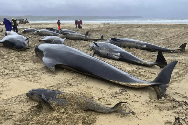 This handout photo issued by British Divers Marine Life Rescue (BDMLR) shows pilot whales in North Tolsta, on the Isle of Lewis, Scotland, Sunday, July 16, 2023. A pod of 55 pilot whales have died after they were found washed ashore on a beach in Scotland in the worst mass whale stranding in the area, marine experts said Monday. Marine rescuers, the coast guard and police were called to Traigh Mhor beach on the Isle of Lewis in northwest Scotland after receiving reports that dozens of the mammals were in difficulty there early Sunday. (Photo by Cristina McAvoy/BDMLR via AP Photo)
