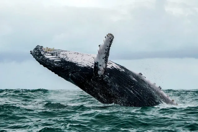 A Humpback whale jumps in the surface of the Pacific Ocean at the Uramba Bahia Malaga National Natural Park in Colombia, on August 12, 2018. Humpback whales (Megaptera novaeangliae) migrate annually from the Antarctic Peninsula to peek into the Colombian Pacific Ocean coast, with an approximate distance of 8,500 km, to give birth and nurse their young. Humpback whales have a life cycle of 50 years or so and is about 18 meters long. (Photo by Miguel Medina/AFP Photo)