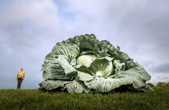 Ian Neale from Newport poses for a media call with his winning cabbage which won with a weight of 30.2kg after judging takes place for the giant vegetable competition on the first day of the Harrogate Autumn Flower Show held at the Great Yorkshire Showground on September 14, 2018 in Harrogate, England. Gardeners and horticulturalists from across Britain descend on the Yorkshire Showground every Autumn to show off their prized crops of vegetables, flowers and plants in the hope of a coveted award from the judges. The show which is organised by the North of England Horticultural Society is open to the public from 14-16 September. (Photo by Danny Lawson/PA Wire)