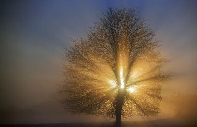 The sun shines behind a tree in a valley covered in ground fog near Gadebusch, Germany, 11 November 2016. The weather in North Germany keeps on showing its wintery side with temperatures below 0 degrees Celsius. (Photo by Jens Buettner/EPA)