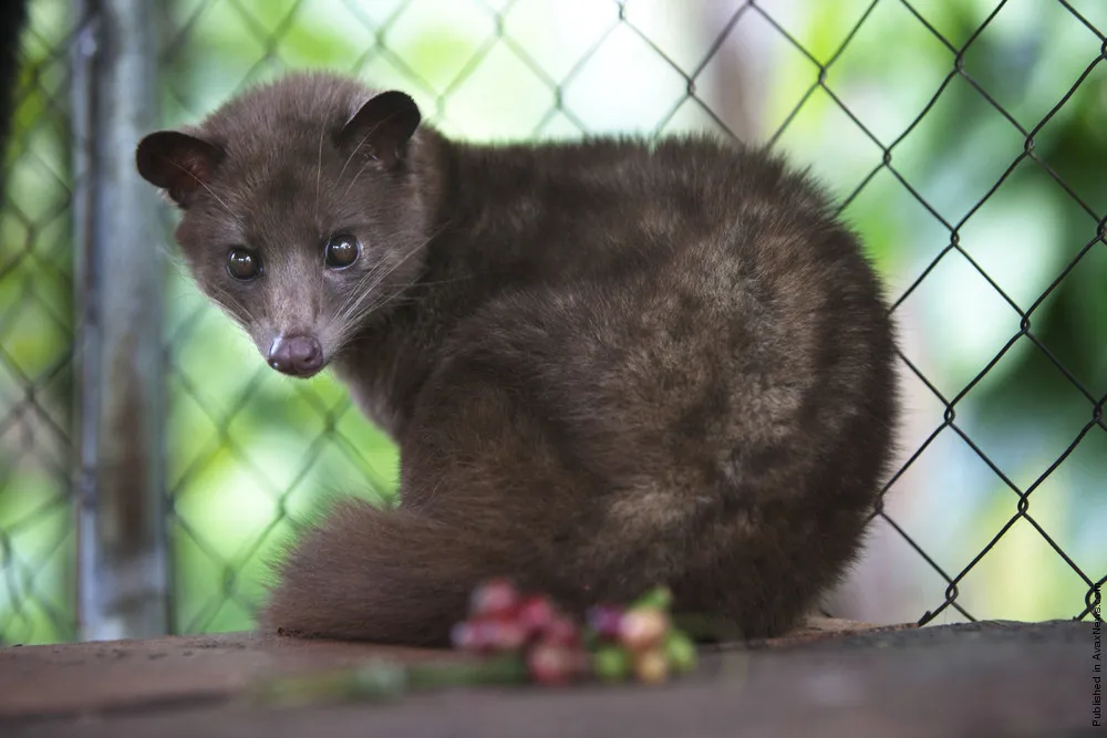 Kopi Luwak vs Asian Palm Civet