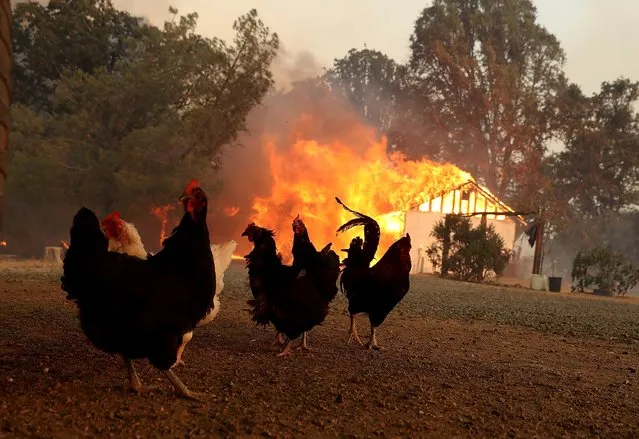 Chickens stand near a burning home as the River Fire moves through the area on July 31, 2018 in Lakeport, California. The River Fire has burned over 27,000 acres, destroyed seven homes and stands at only eight percent contained. (Photo by Justin Sullivan/Getty Images)