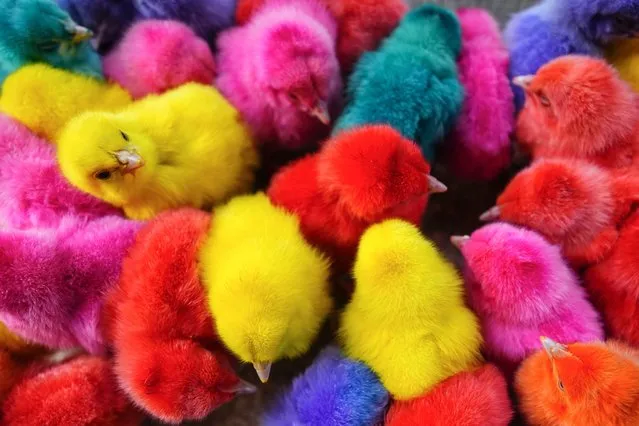 Artificially colored chicks crowd together in a cage for sale along a street in Beirut, Lebanon, Wednesday, October 4, 2023. (Photo by Hassan Ammar/AP Photo)