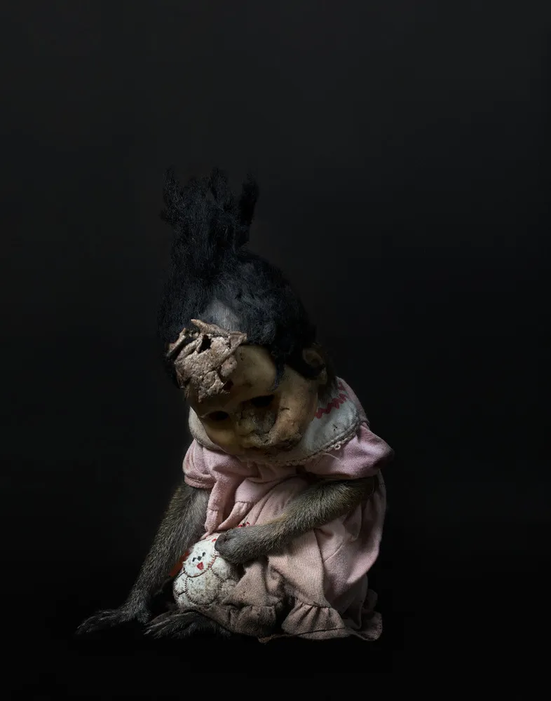 Terrifying Portraits of Indonesia’s Street-Performing Macaques