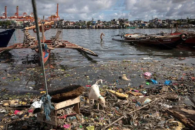 A boy jumps from a boat into the heavily-polluted Pasig River in Baseco, Manila, Philippines, June 22, 2021. (Photo by Eloisa Lopez/Reuters)