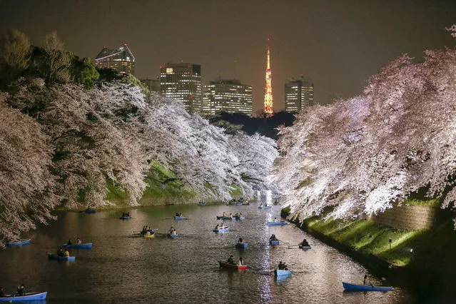 People rowing boats enjoy night view of cherry blossoms in full bloom on Chidorigafuchi moat in Tokyo, Japan, 30 March 2015 after the Meteorological Agency announced on 29 March cherry blossoms became in full bloom, five days earlier than average year. The warm weather with temperatures of up to 23.6 degrees Celsius prompted many people to enjoy viewing cherry blossoms with some drinks. (Photo by Kimimasa Mayama/EPA)