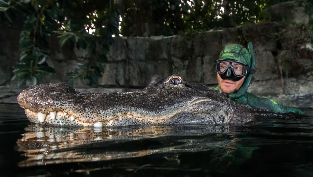 Snap Happy Alligators