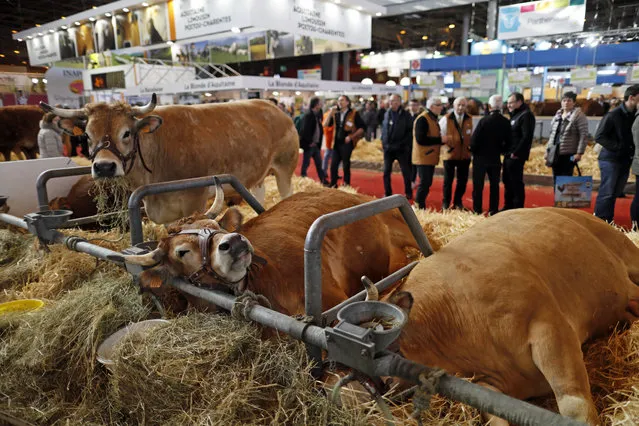 Visitors walk past cows at the International Agricultural Show in Paris, France, February 29, 2016. The Paris Farm Show runs from February 27 to March 6, 2016. (Photo by Benoit Tessier/Reuters)