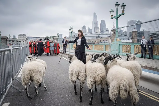 Author and broadcaster, Amanda Owen known as The Yorkshire Shepherdess, leads the flock during the annual Sheep Drive in London, England on September 26, 2021. The Worshipful Company of Woolmen Sheep Drive is carried out across Southwark Bridge by Freemen of the City of London, who historically where allowed to bring livestock and tools into the city without paying tax. (Photo by Guy Corbishley/Alamy Live News)