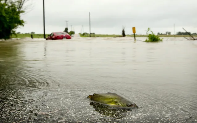A catfish and a car are stranded on Gregg Lane after heavy rains caused flooding, Wednesday May 6, 2015, in Manor, Texas. (Photo by Jay Janner/AP Photo/Austin American-Statesman)