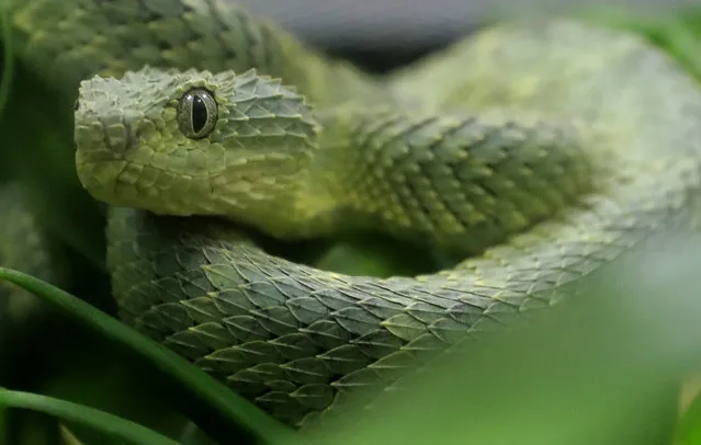In this December 14, 2018, file photo, an African Bush Viper venomous snake is displayed for reporters at the Woodland Park Zoo, in Seattle. The World Health Organization is publishing its first-ever global strategy to tackle the problem of snake bites, announced on Thursday, May 23, 2019, aiming to halve the number of people killed or disabled by snakes by 2030. (Photo by Ted S. Warren/AP Photo/File)