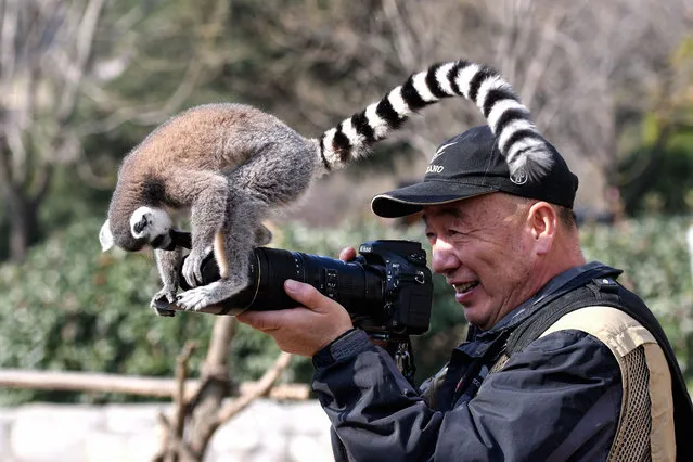 This photo taken on November 18, 2021 shows a lemur looking at a lens as a man takes photographs at Qingdao Forest Wildlife World in China's eastern Shandong province. (Photo by AFP Photo/China Stringer Network)