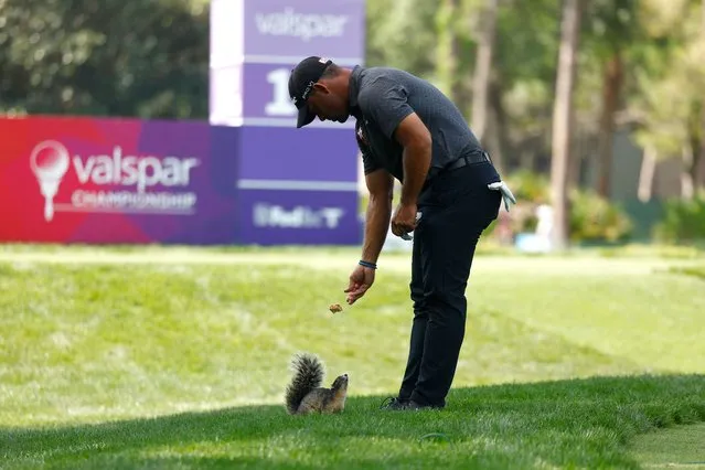 Rafael Campos of Puerto Rico feeds a fox squirrel from the 17th tee during the first round of the Valspar Championship at Copperhead Course at Innisbrook Resort and Golf Club on March 21, 2024 in Palm Harbor, Florida. (Photo by Douglas P. DeFelice/Getty Images/AFP Photo)