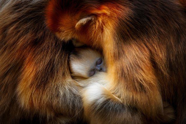 Monkey cuddle by Zhang Qiang, China. Zhang was visiting China’s Qinling mountains to observe the Sichuan snub-nosed monkey. The mountains’ temperate forests are the endangered monkeys’ only habitat, which is also under threat from forest disturbance. Zhang loves to watch how friendly the family groups are to each other. When it is time to rest, the females and young huddle together for warmth and protection. This image perfectly captures that moment of intimacy. The young monkey’s unmistakable blue face nestled between two females, their striking golden-orange fur dappled in light. (Photo by Zhang Qiang/Wildlife Photographer of the Year 2021)