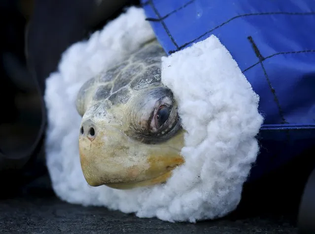 One of two rescued endangered olive ridley turtles arrives at Sea World's animal rescue center after being flown from the Oregon coast by the U.S. Coast Guard to San Diego, California March 30, 2016. (Photo by Mike Blake/Reuters)
