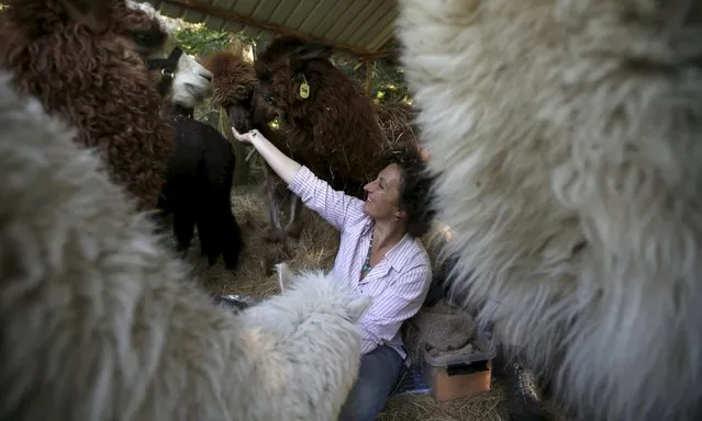 Lisa Vella-Gatt, 46, feeds the alpacas in her farm near Benfeita, Portugal May 11, 2015. (Photo by Rafael Marchante/Reuters)