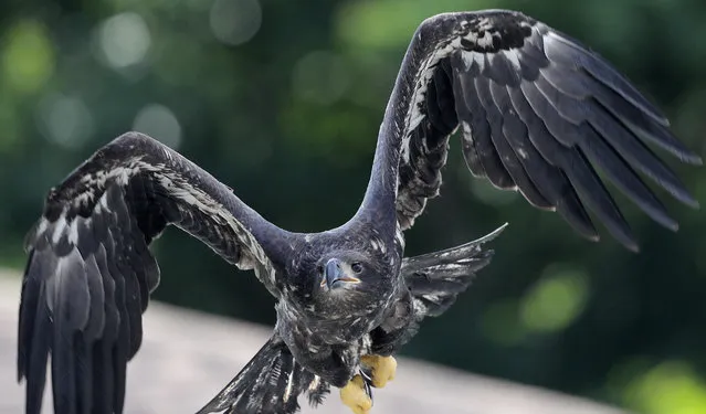 A formerly injured eaglet is released in a suburban New Orleans driveway, near its original nest, in Metairie, La., Tuesday, May 28, 2019. A bald eagle hatched this spring in a New Orleans suburb was released Tuesday in the same neighborhood after two weeks in Louisiana State University's Wildlife Hospital. Dozens of neighbors who have watched over the eagle family cheered as the mottled brown bird hopped out of the cage in which it had traveled from Baton Rouge and launched itself into the air. It sat for several minutes on the roof of a house in the shadow of its nest while a pair of mockingbirds dive-bombed it. Then it flew off. The eaglet had been taken to the LSU veterinary school Wildlife Hospital on May 11. It had been found walking in a nearby street, and barely able to fly. (Photo by Gerald Herbert/AP Photo)