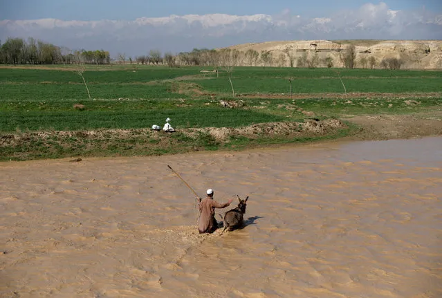 An Afghan man crosses a river with his donkey in Bagram district of Parwan province, Afghanistan on April 10, 2019. (Photo by Mohammad Ismail/Reuters)
