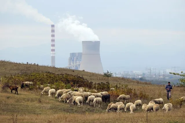 A shepherd watches the flock graze on a pasture near by coal-fired power plant “Kosova B” in the town of Obilic, Kosovo, 18 October 2021 (issued 04 November 2021). Installed since the 1950s, the main energy systems in Serbia, Bosnia and Herzegovina, North Macedonia, Kosovo and Montenegro are based on coal, an abundant raw material in the region. While the EU intensifies the decarbonization of its electricity generation, the non-EU Balkan countries continue to rely on coal, polluting more than the rest of Europe as a whole, with devastating effects on the local population. (Photo by Valdrin Xhemaj/EPA/EFE)