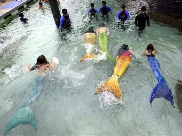 Filipinos swim wearing mermaid monotails during the “Mermaid Swim Experience” at Manila Ocean Park. (Photo by Ritchie B. Tongo/EPA)