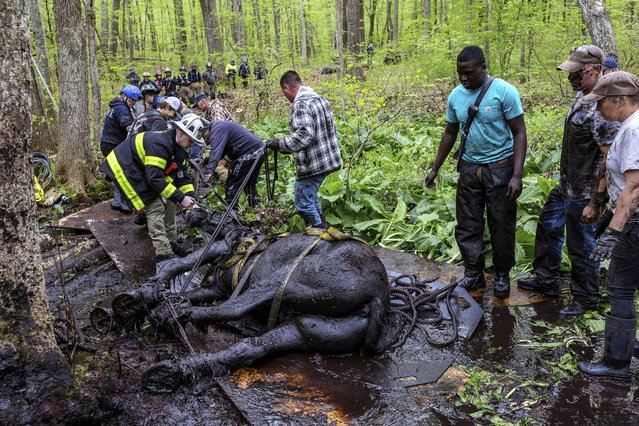 This image provided by Thomas J. Nanos shows LVFD, DART, and North Windham Volunteer Fire Department members working to bring the second horse out of the swamp in Lebanon, Conn., Saturday, May 11, 2024. Two horses stuck deep in mud for hours were pulled out by more than a dozen rescuers. (Photo by Thomas J. Nanos via AP Photo)