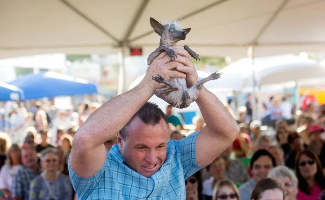 Jason Wurtz campaigns Sweepee Rambo, a 16-year-old Chinese Crested, in the World's Ugliest Dog Contest at the Sonoma-Marin Fair on Friday, June 26, 2015, in Petaluma, Calif. Sweepee won the runner-up award. (Photo by Noah Berger/AP Photo)